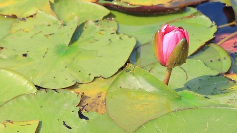 Flowers of pink and yellow lotus with green leaves on the water in the lake	
