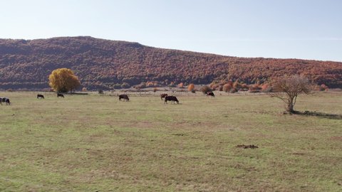 Peaceful bucolic day at countryside Croatia with cows grazing in field, aerial