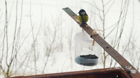 Little titmouse birds getting sunflower seeds from the feeder on a cold snowy day in Russia