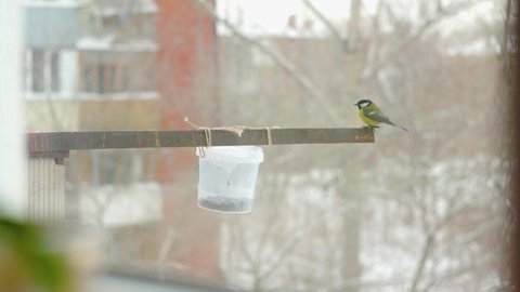 Titmouse birds getting seeds from feeder one by one during winter in Russia