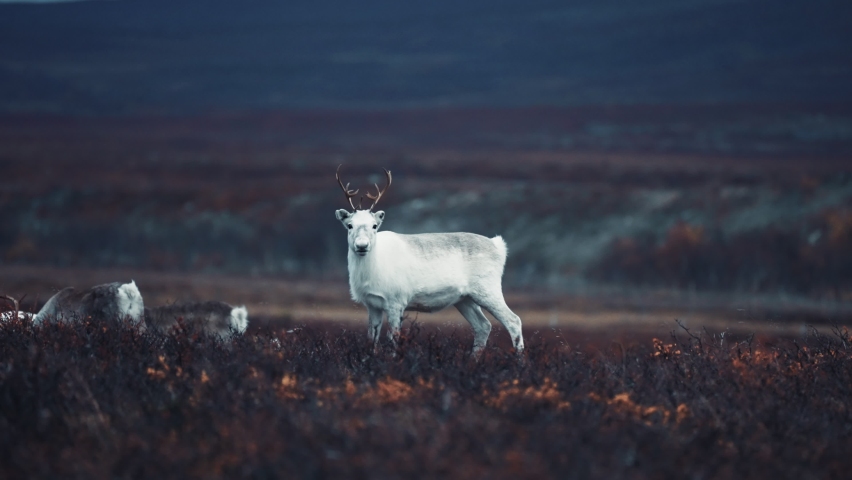 A close-up of a young reindeer in the autumn tundra on the Stokkedalen plateau. Royalty-Free Stock Footage #1087256891