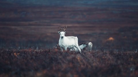 A close-up of a young reindeer in the autumn tundra on the Stokkedalen plateau.