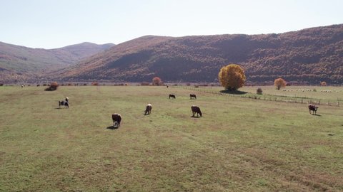 Herd of cows peacefully grazing grass in rural valley in Croatia, aerial