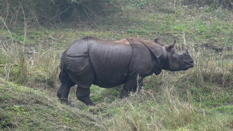 An endangered one horned rhino walking along the bank of a river in the Chitwan National Park in Nepal.