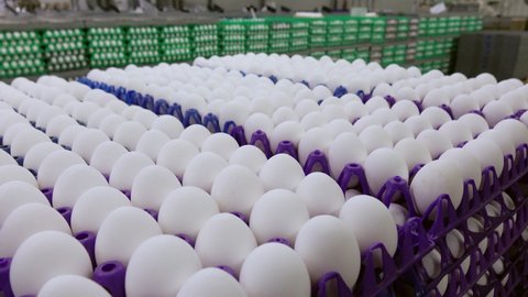 A warehouse of chicken products at a poultry farm. Factory for the production of chicken eggs. Sorting shop . Agro-industrial company.