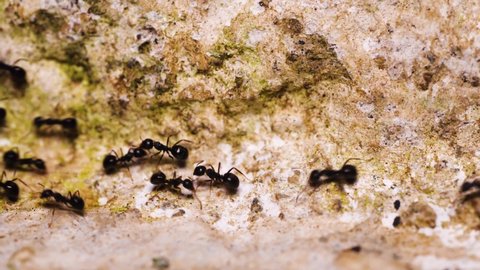 macro video and close up a number of black ants are busy at work and lined up on a white mossy wall