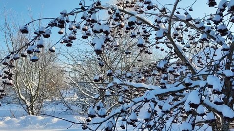 Rowan bush under the snow. Rowan berries in winter. Winter frozen mountain ash under the snow. viburnum in the snow. Snowdrifts in the garden. Beautiful winter.