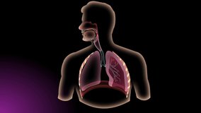 Respiratory system animated Explainer Video