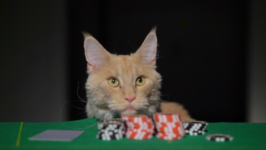 Red ginger maine coon cat playing poker in casino. Betting chips stacks. Call and raise. Card game on green table. Gambling. Texas Hold'em. Dealer and gambler, fortune. Royalty-Free Stock Footage #1087263866