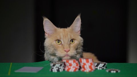 Red ginger maine coon cat playing poker in casino. Betting chips stacks. Call and raise. Card game on green table. Gambling. Texas Hold'em. Dealer and gambler, fortune.