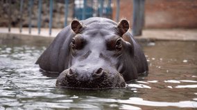 two hippos bathe in the zoo water after a hearty meal