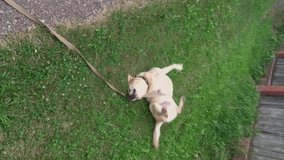 the dog enjoys lying and scratching on the grass. vertical video