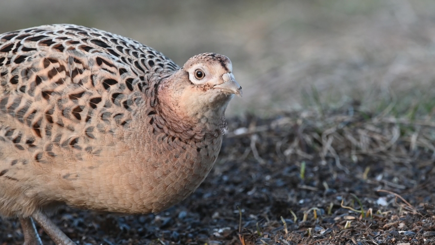 Common Pheasant Phasianus colchicus in the wild. The pheasant is looking for and eating seeds.