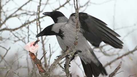 Birds Hooded Crow Corvus cornix. Crow eat the lard.