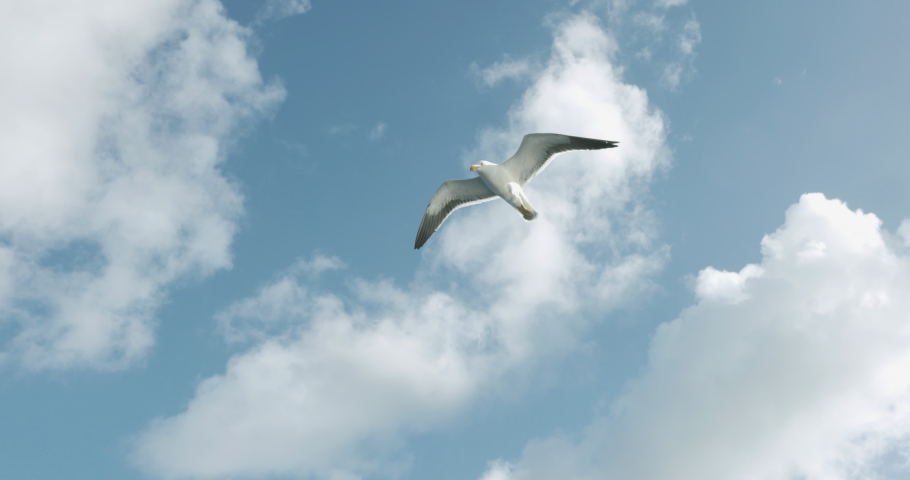 Seagull following a fishing boat looking for sharks and fish, Slow motion High-quality 4k footage. Australia. fishing and tourism. Fish farm.