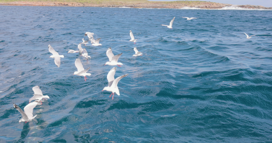Seagull following a fishing boat looking for sharks and fish, Slow motion High-quality 4k footage. Australia. fishing and tourism. Fish farm.