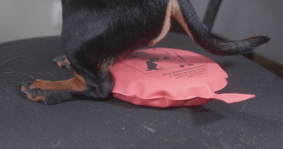 Dog is sitting sits on chair with whoopee cushion on it, so a loud farting sound is heard throughout the room, close up. Device for practical joke of friends. Royalty-Free Stock Footage #1087278140