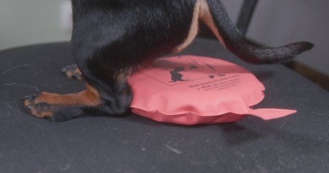 Dog is sitting sits on chair with whoopee cushion on it, so a loud farting sound is heard throughout the room, close up. Device for practical joke of friends.