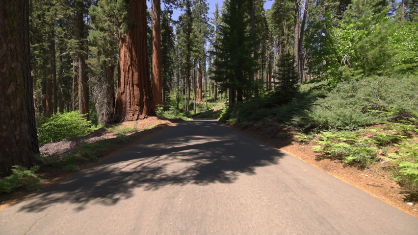 Sequoia National Park Driving Plate Crescent Meadow Rd Westbound 05 Sequoia Forest In Sierra Nevada Mts California