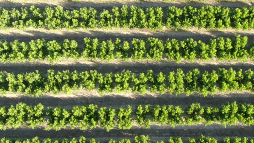 Yellow Peach Farm in Fresno Aerial Shot Forward California USA