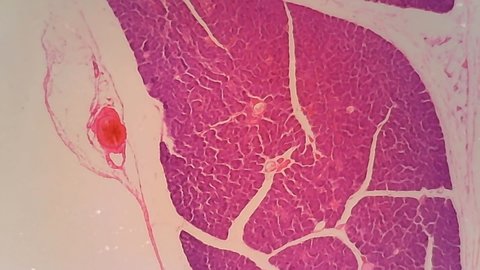 Microscope Dog Pancreas Section x1000