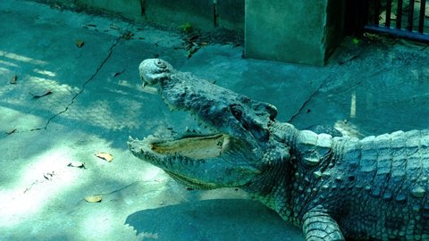 Crocodile swim on a lake, Crocodiles head with teeth in a river, Alligator being aggressive eating in swamp, sunny day at zoo. Caiman bites down aggressively during feeding, Splashing.
