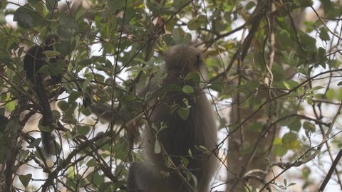 Goa, India. Funny Gray Langur Monkey With Newborn Sitting On Of Tree Branch. Monkey With Infant Baby. Ungraded Canon C-LOG