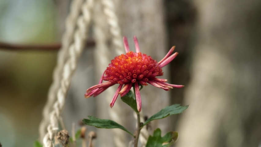 Macro shot of a beautiful red flower in spring