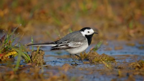 White wagtail (Motacilla alba), bird foraging for food on the ground