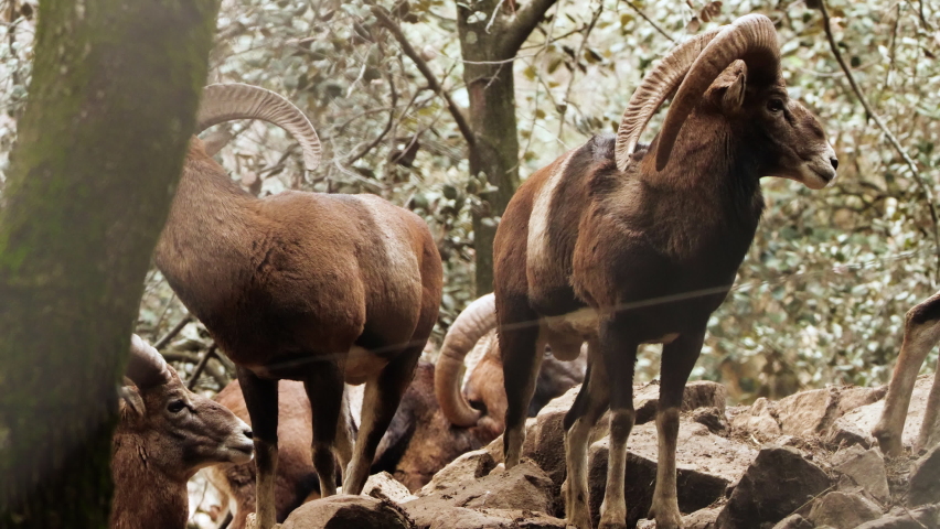 Wild Bighorn Sheep Ram Male, animal in untouched nature, mouflon in forest, wild sheep wildlife