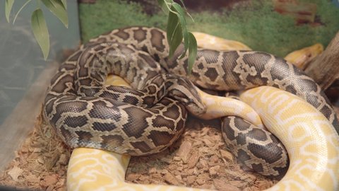 Python molurus also known as Indian rock python, black-tailed python, asian rock python. 4k footage.
