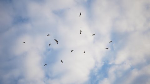 Vultures flying in the sky above cadaver - Swarm of vulture flying in circle above death animal. Birds flying in circle.