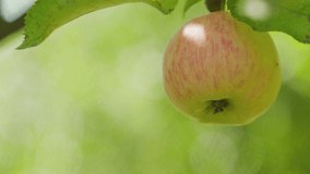 Apple ripens on the tree. Reddish apple sways on a branch. Ripe apple on a blurred green background. Harvesting concept. Close-up
