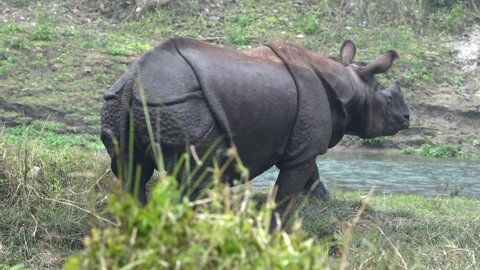 An endangered one horned rhino walking along the bank of a river in the Chitwan National Park in Nepal.