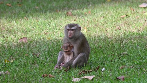 Northern Pig-tailed Macaque Macaca leonina, a mother keeping its child very close to her not to go away saving it from predators lurking around, Thailand.