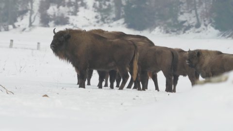 European wisent (Bison bonasus) herd in the snow