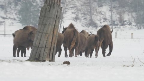 European wisent (Bison bonasus) herd running in the snow enjoying wintertime