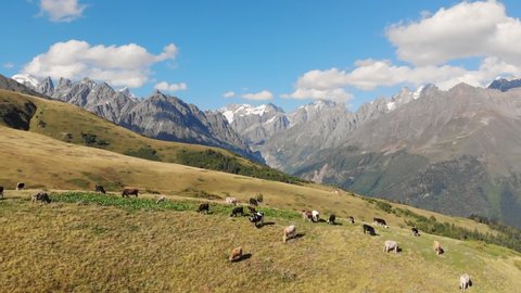 Herd of cows grazing on the meadow in high Caucasus mountains in Svaneti region, Georgia. Flying over the cows pasture in Georgian mountains landscape. Aerial drone footage