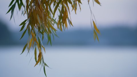 Weeping willow twigs on park lake background close up. Colorful tree leaves hanging over calm water outdoors. Idyllic picture autumn nature cloudy morning. Landscape green yellow foliage.