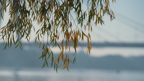 Colorful weeping willow tree standing on city bridge background. Green yellow branches hang over calm lake close up. Tranquil landscape golden autumn nature beautiful park. Calmness concept.