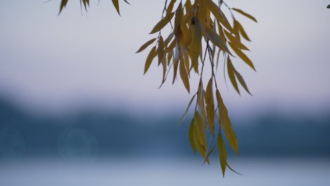 Branch yellow foliage hanging over park pond close up. View weeping willow leaves on blue lake background. Windless weather evening twilight. Calm landscape beautiful autumn nature concept. 