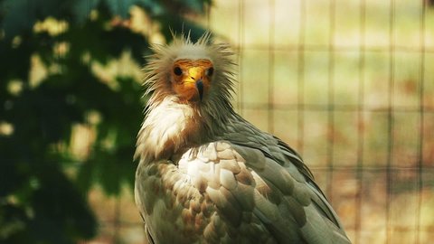 Egyptian Vulture looks at the camera and turns its head. Сlose-up of an egyptian vulture on a summer sunny day. Portrait of a wild bird. Nature bird background.