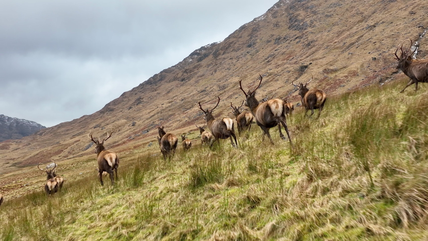 Red Deer Herd Running in Scotland in Slow Motion Royalty-Free Stock Footage #1087321316