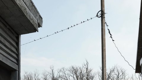 Swallows sit on wires at electric pole. Spring farmhouse landscape. Flock of swallows in clear sky. Birds fly in all directions. Barn swallow, hirundo rustica, family hirundinidae, migratory birds