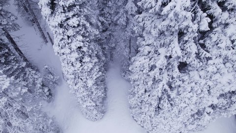 Aerial clip of a snowy winter forest, typical of the northern Rocky Mountains in Idaho, Wyoming, and Montana. The camera pans upward, revealing the snow-covered mountainside.
