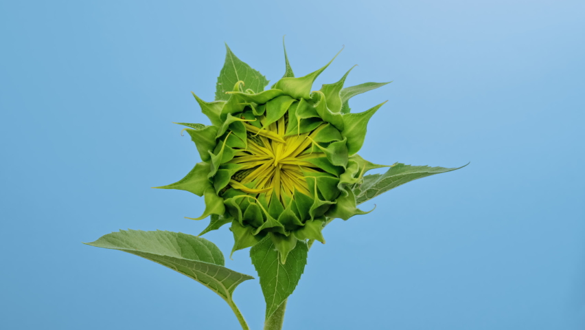 Macro time lapse blooming Sunflower Head close-up, isolated on blue background Royalty-Free Stock Footage #1087322057
