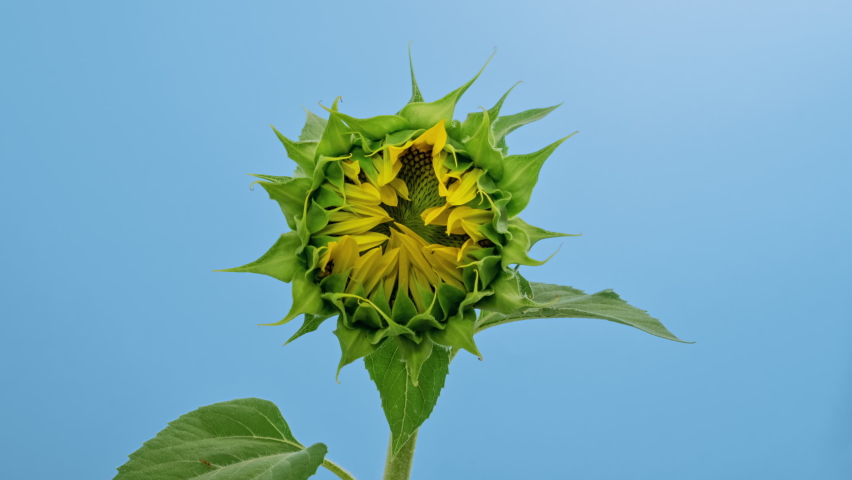 Macro time lapse blooming Sunflower Head close-up, isolated on blue background Royalty-Free Stock Footage #1087322057