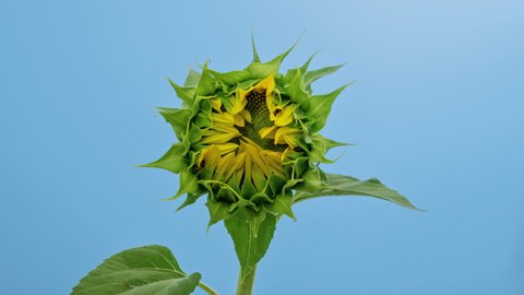 Macro time lapse blooming Sunflower Head close-up, isolated on blue background