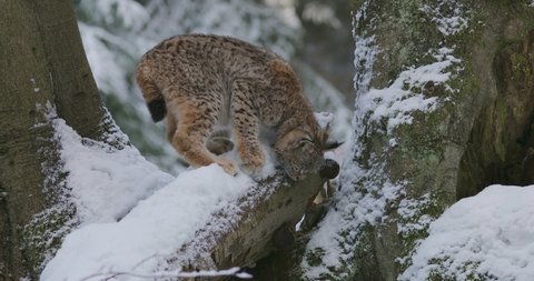Lynx cub in winter. Young Eurasian lynx, Lynx lynx, plays in snowy beech forest. Beautiful wild cat in nature. Animal with spotted orange fur. Beast of prey in frosty day. Habitat Europe, Asia.