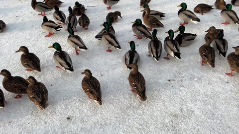 Feeding ducks in winter in a public park. A lot of males and Drakes of ducks with a green head are running in the snow. Feed the ducks, pink paws